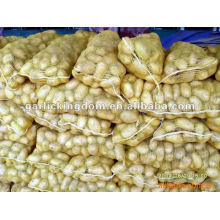 Sell 2012 new crop holland potato